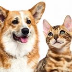 5 raisons inattendues pour lesquelles votre chat a absolument besoin de socialisation !