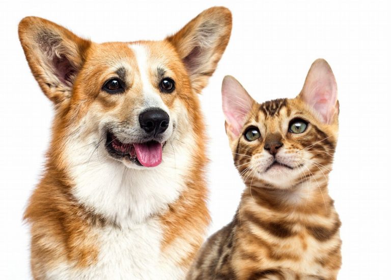 5 raisons inattendues pour lesquelles votre chat a…