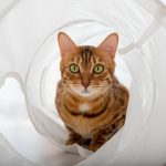 5 signes flagrants que votre chat souffre de problèmes de peau – Découvrez les solutions simples pour le soulager rapidement !