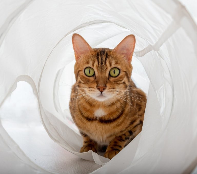 5 signes flagrants que votre chat souffre de…