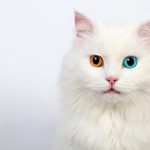5 signes révélateurs de problèmes de mobilité chez votre chat – Découvrez comment les traiter !