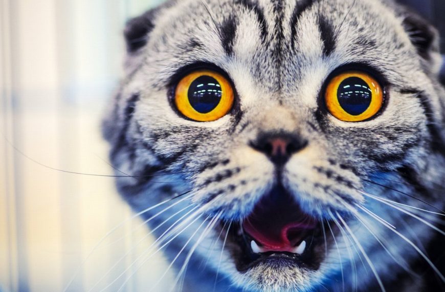 5 signes révélateurs de problèmes respiratoires chez votre chat – découvrez comment les traiter !