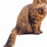 5 signes révélateurs que votre chat souffre de problèmes de mobilité – Voici comment y remédier !