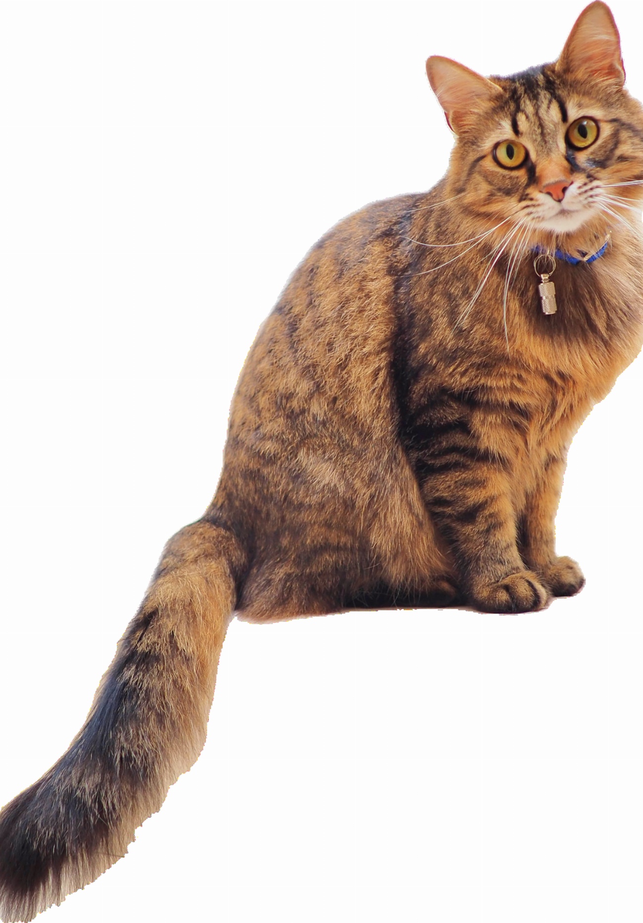 5 signes révélateurs que votre chat souffre de problèmes de…