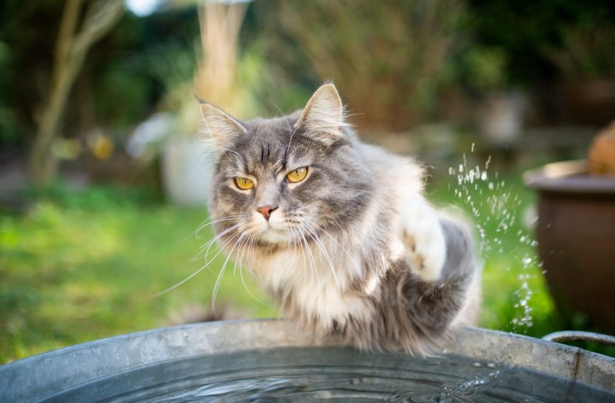 7 activités étonnantes pour renforcer le lien avec votre chat en plein air ! Vous ne devinerez jamais la numéro 4 !