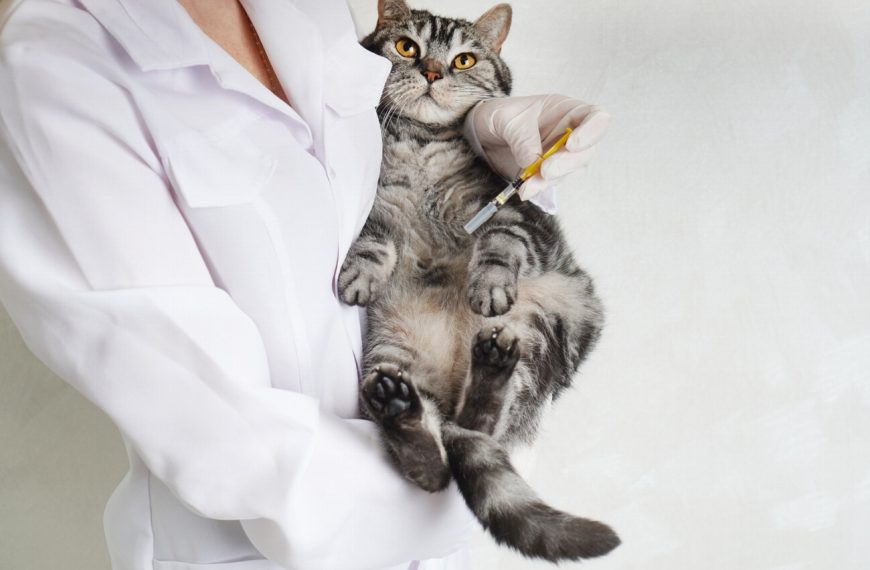 7 activités surprenantes pour booster le bien-être physique de votre chat !
