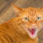 7 astuces imparables pour éveiller tous les sens de votre chat en plein air !