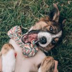 7 astuces pour apaiser votre chien anxieux face aux bruits – Vous ne devinerez jamais la numéro 3!