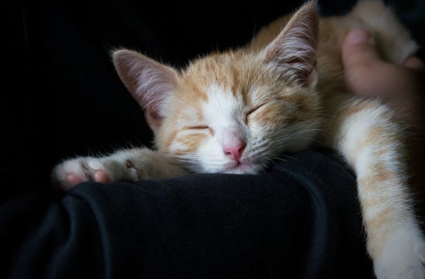 7 astuces pour garantir à votre chat des nuits de sommeil parfaites !