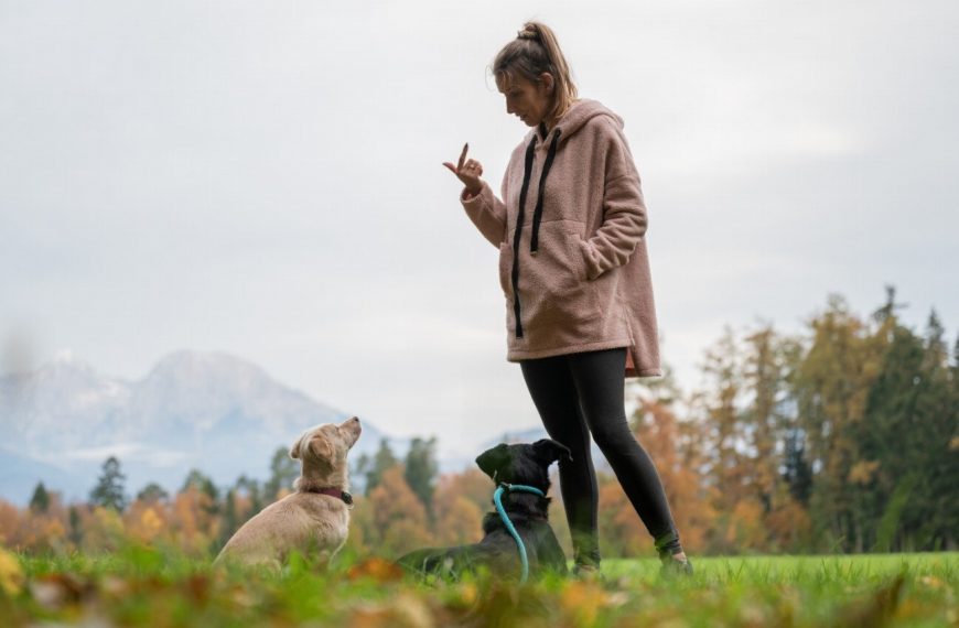 7 raisons pour lesquelles l’éducation positive est le secret pour un chien bien élevé !