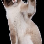 7 signes alarmants de problèmes de peau chez votre chat – Découvrez comment les traiter rapidement !