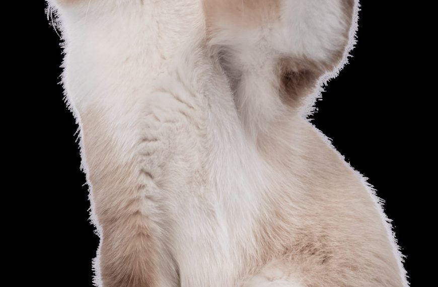 7 signes alarmants de problèmes de peau chez votre chat – Découvrez comment les traiter rapidement !