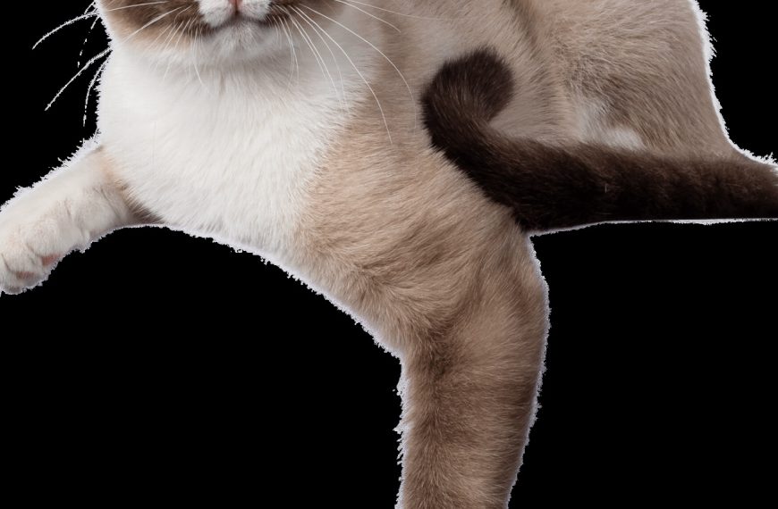 8 astuces incroyables pour créer un coin de jeu d&rsquo;agilité épique pour votre chat !