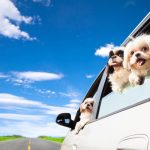 8 astuces pour voyager en voiture avec votre chien et rendre votre trajet inoubliable !