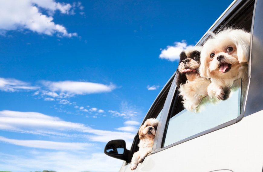 8 astuces pour voyager en voiture avec votre chien et rendre votre trajet inoubliable !