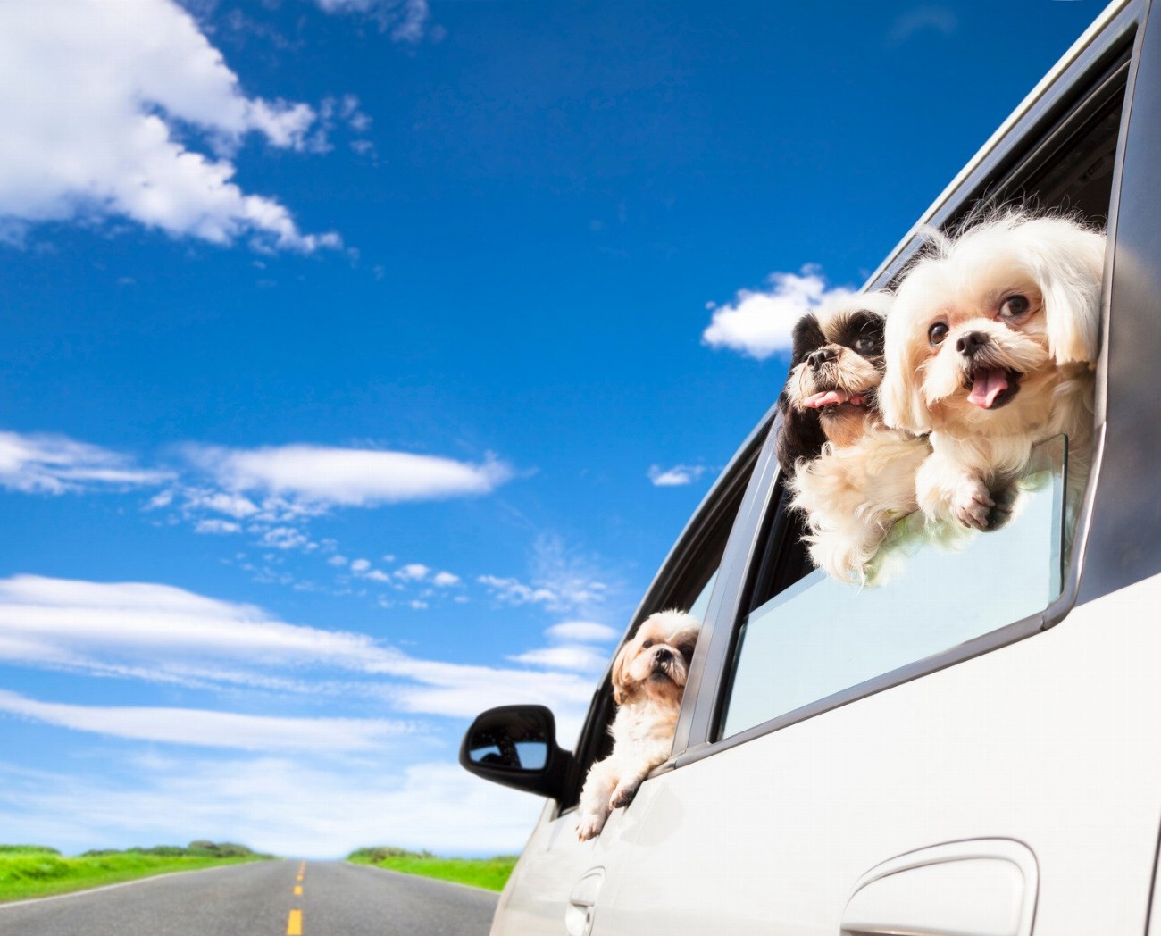 8 astuces pour voyager en voiture avec votre chien et…