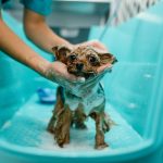 8 raisons inattendues pour lesquelles le toilettage régulier de votre chien peut transformer sa vie !