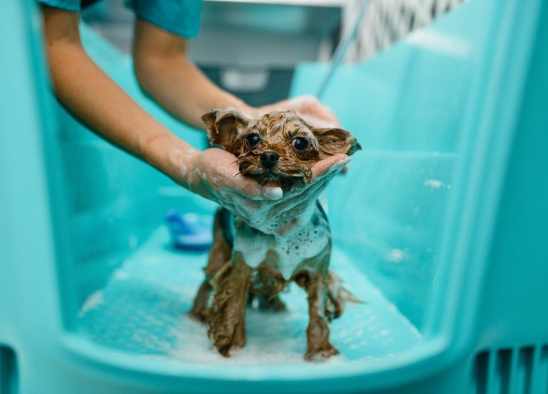 8 raisons inattendues pour lesquelles le toilettage régulier…