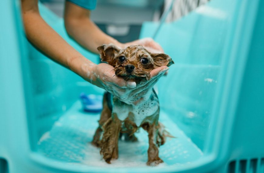 8 raisons inattendues pour lesquelles le toilettage régulier de votre chien peut transformer sa vie !