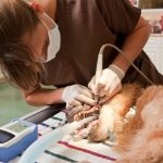 8 signes alarmants que votre chien pourrait avoir des problèmes dentaires Vous ne croirez pas le numéro 5!