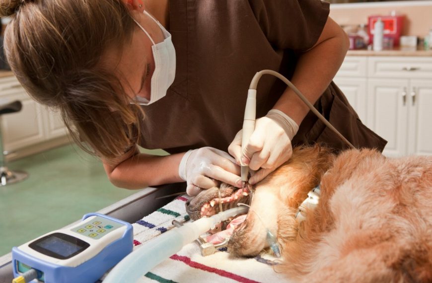 8 signes alarmants que votre chien pourrait avoir des problèmes dentaires Vous ne croirez pas le numéro 5!