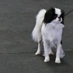 Affenpinscher : guide race de chien