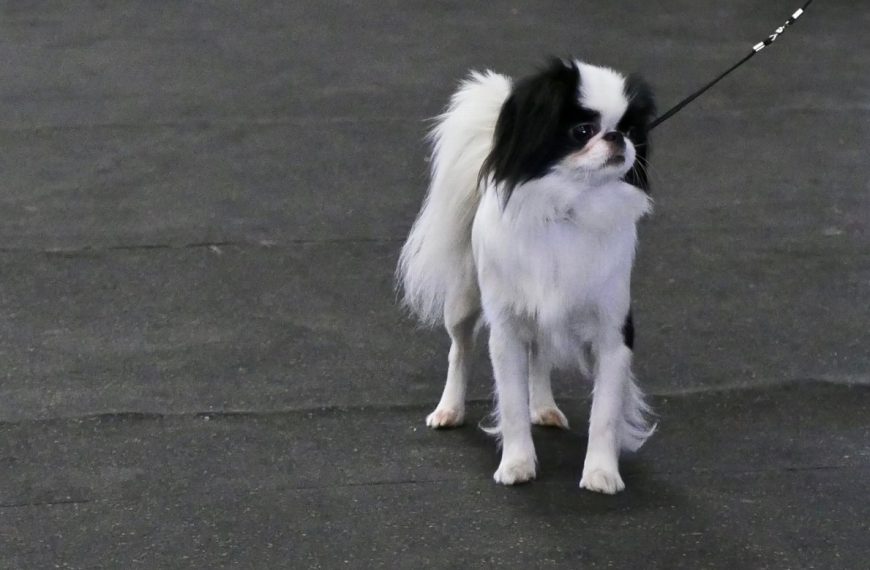 Affenpinscher : guide race de chien