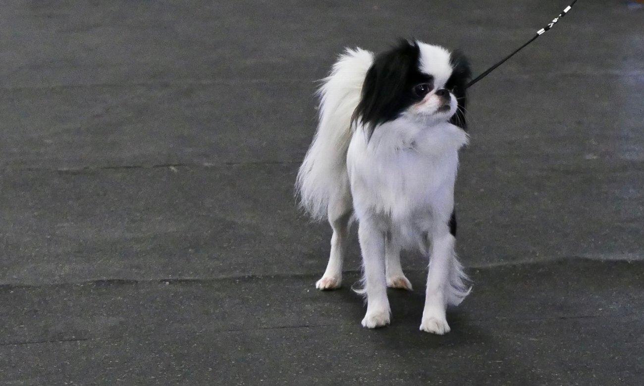 Affenpinscher : guide race de chien
