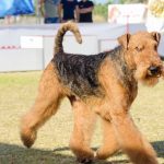 Airedale Terrier : guide race de chien