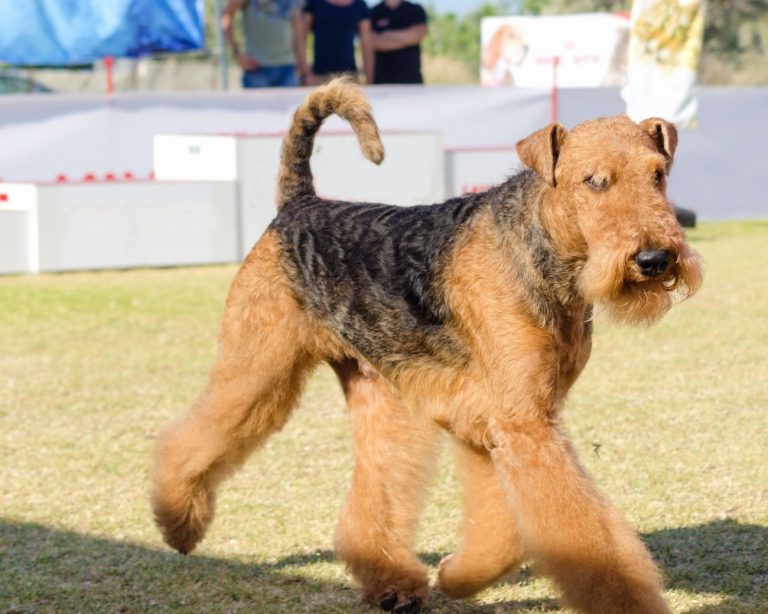 Airedale Terrier : guide race de chien