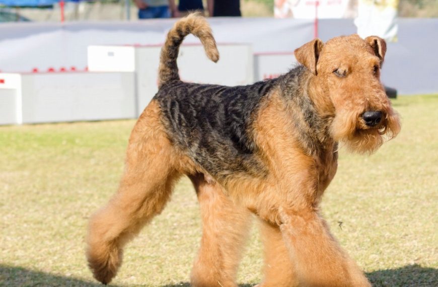 Airedale Terrier : guide race de chien