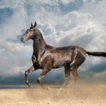 Akhal-Teke : guide race de cheval