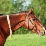 Akhal-Téké : guide race de cheval