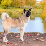 Akita Américain : guide race de chien