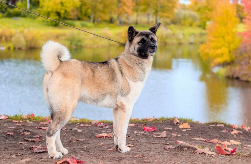 Akita Américain : guide race de chien