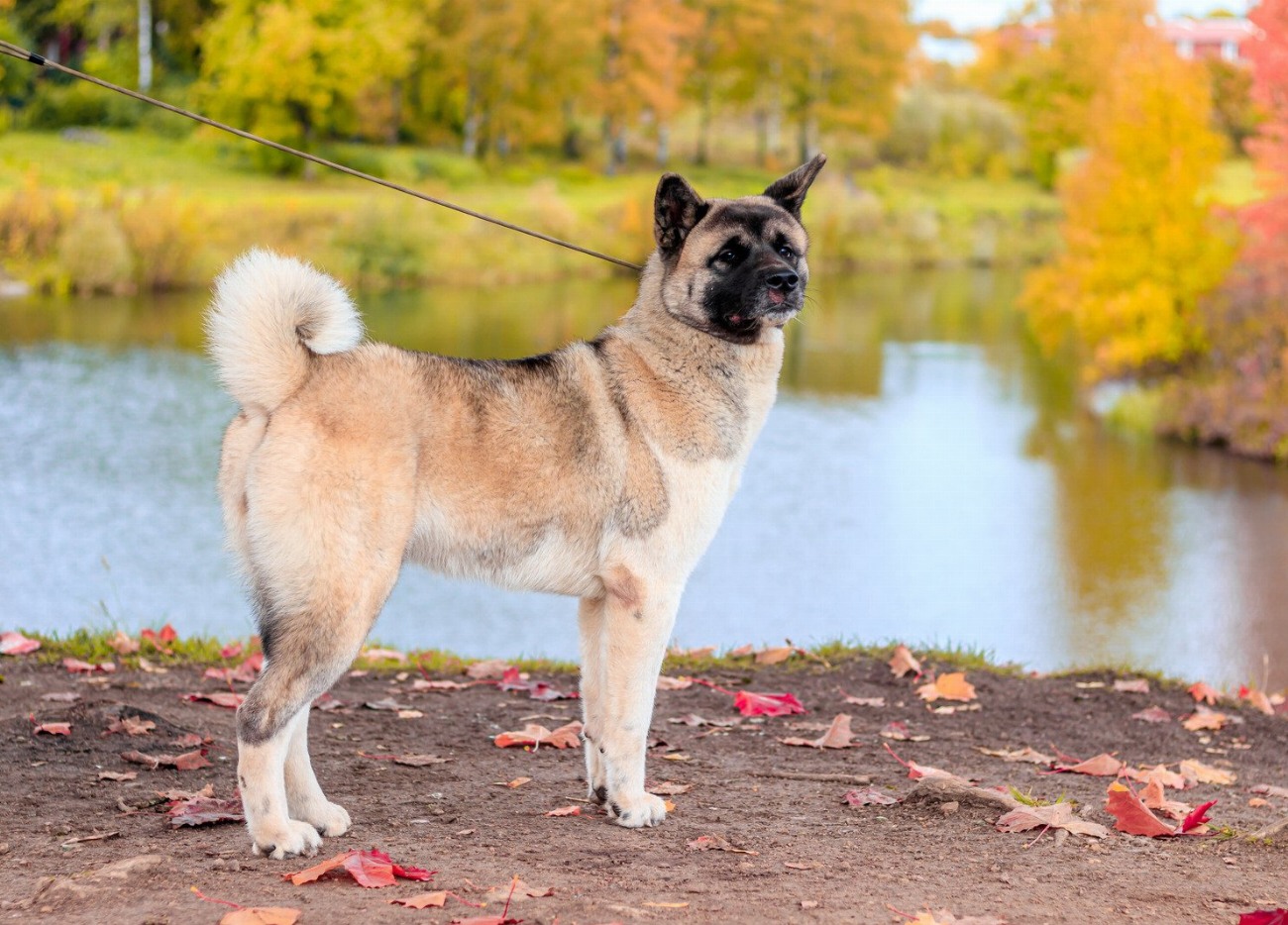 Akita Américain : guide race de chien