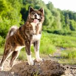 Akita Inu : guide race de chien