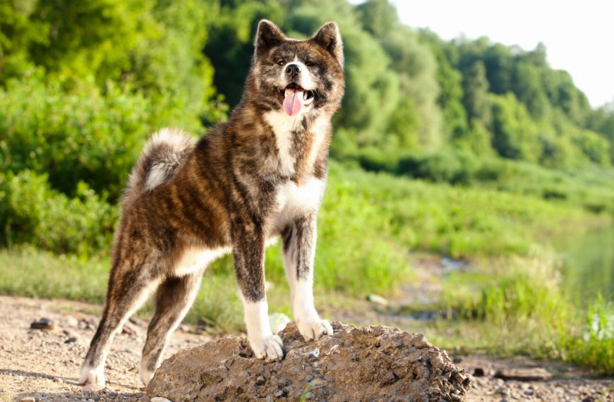 Akita Inu : guide race de chien