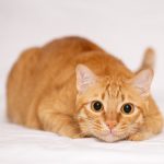 Alerte ! 5 produits toxiques que vous utilisez tous les jours et qui peuvent tuer votre chat !