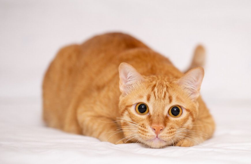 Alerte ! 5 produits toxiques que vous utilisez tous les jours et qui peuvent tuer votre chat !