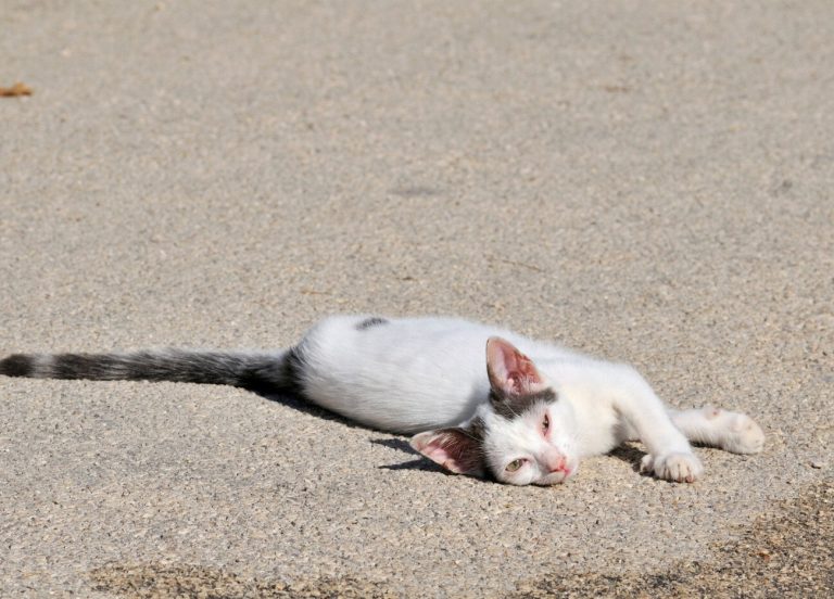 Alerte aux maladies rénales chez les chats :…