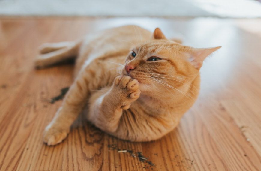 Alerte ! Ces aliments naturels que vous donnez à votre chat peuvent mettre sa vie en danger !