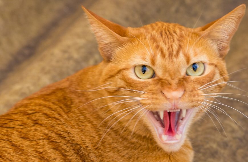 Alerte : Ces produits alimentaires chimiques peuvent mettre la vie de votre chat en danger ! Découvrez lesquels éviter absolument !