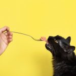 Alerte ! Ces produits chimiques courants sont dangereux pour nos adorables félins ! Découvrez comment les protéger !