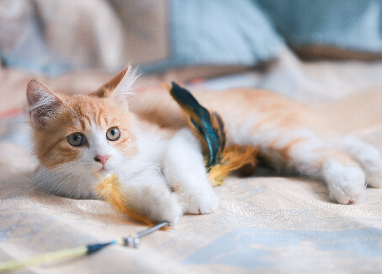 Alerte ! Ces produits d’hygiène pour chats peuvent mettre leur…