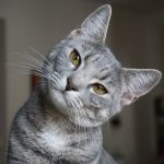 Alerte ! Découvrez comment détecter et soigner les problèmes cardiaques de votre chat pour lui sauver la vie !