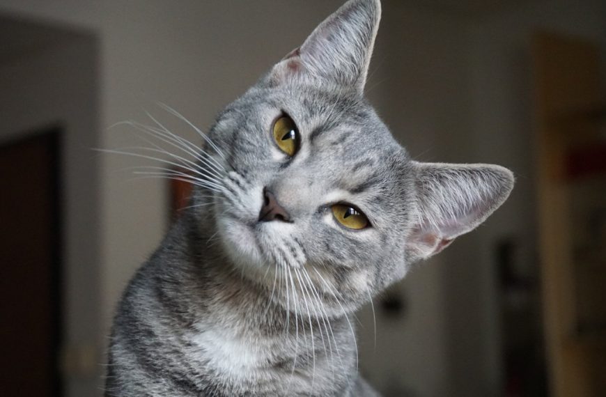 Alerte ! Découvrez comment détecter et soigner les problèmes cardiaques de votre chat pour lui sauver la vie !