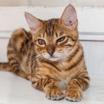 Alerte ! Découvrez comment détecter et soigner les troubles gastro-intestinaux infectieux chez votre chat !