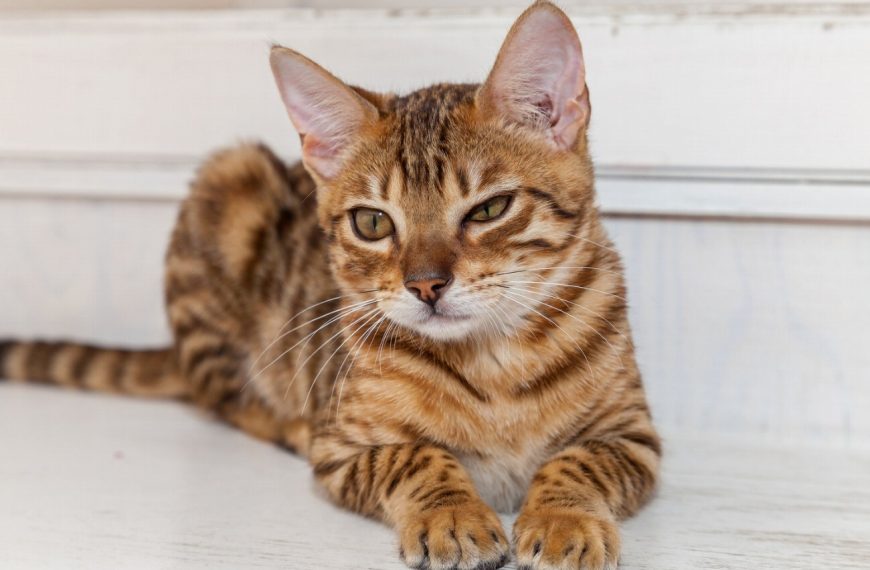 Alerte ! Découvrez comment détecter et soigner les troubles gastro-intestinaux infectieux chez votre chat !