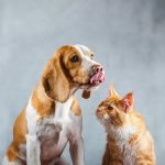 Alerte ! Découvrez comment détecter les problèmes hépatiques chez votre chat et les traiter efficacement !